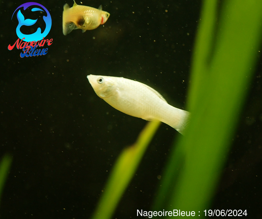 Molly Blanc - NageoireBleue