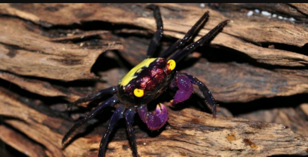 Crabe Geosesarma ( PLusieurs couleurs disponibles )