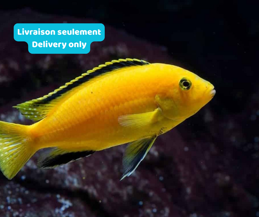 Cichlidé Labidochromis Jaune (Livraison seulement) - NageoireBleue