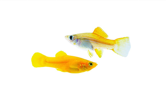 Molly Jaune - NageoireBleue