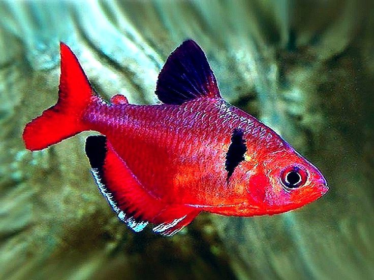 Livraison Rapide de Poissons Tropicaux d'Aquarium vers Québec
