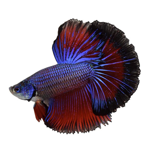 Betta Soin