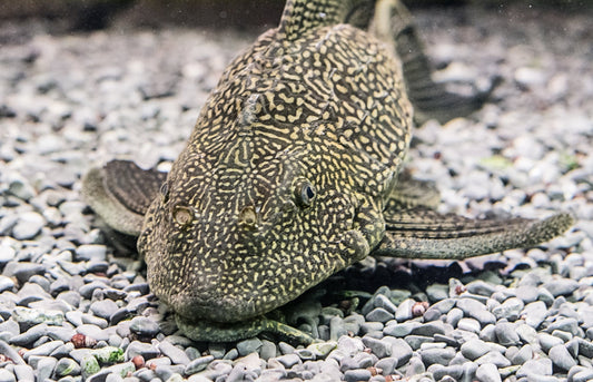 Les poissons Pleco