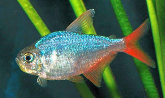 10 meilleurs tétras pour un aquarium