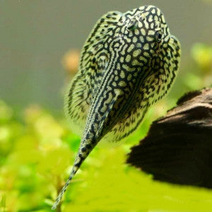 Découvrez l'élégance des Kuhli Loach et des Hillstream Loach pour votre aquarium de poissons tropicaux
