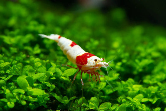 Crevettes Neocaridina et Caridina pour votre aquarium