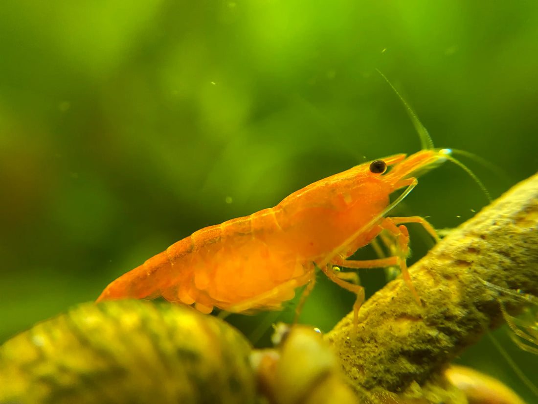 Livraison de Crevettes Neocaridina pour Aquarium à Montréal, Laval et Québec