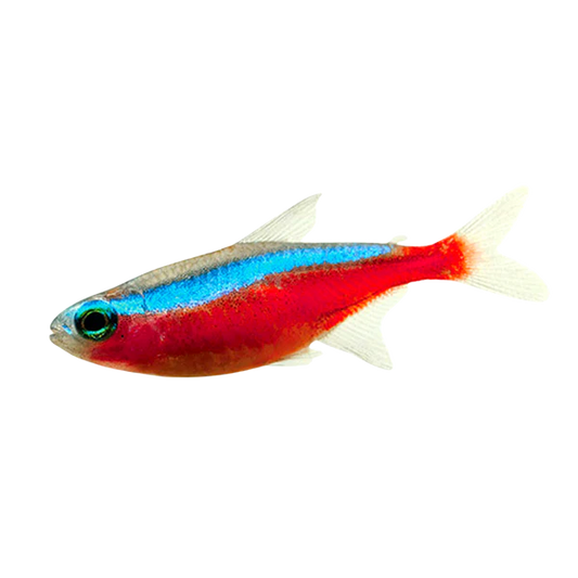 Cardinal tetras