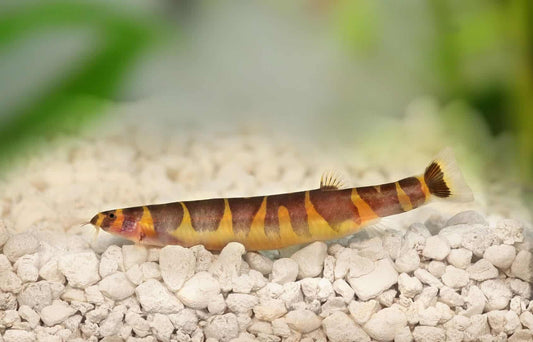 Les poissons Loach