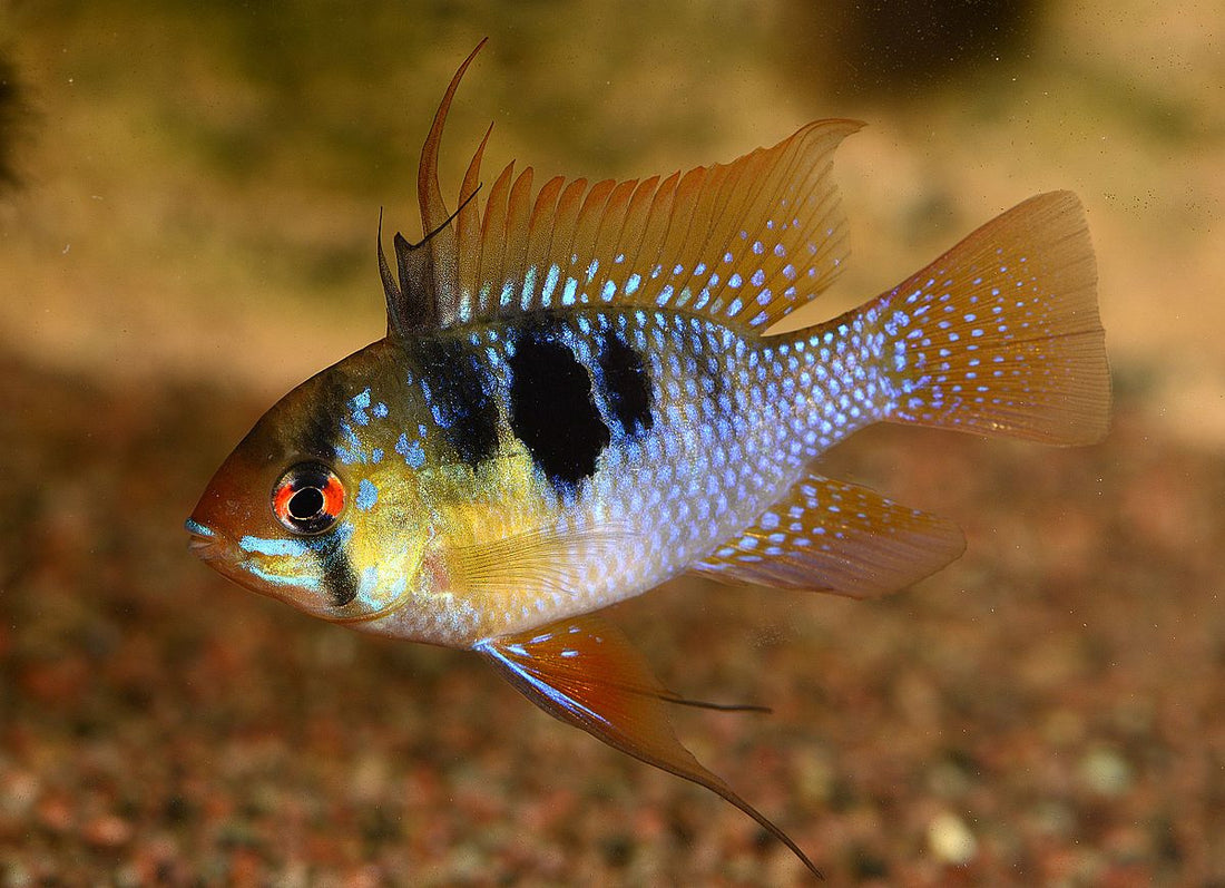 Cichlidés d'Amérique du Sud