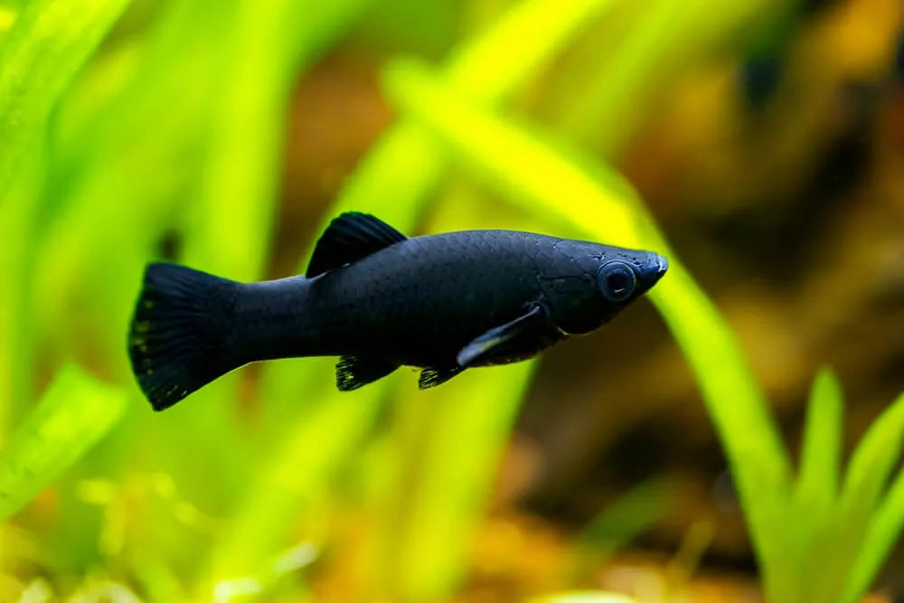 Molly poisson