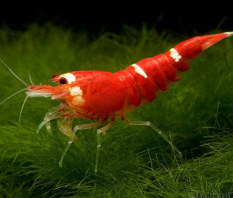 Crevettes Caridina : Livraison à Montréal, Laval, et à Travers le Québec