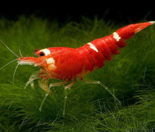 Crevettes Caridina : Livraison à Montréal, Laval, et à Travers le Québec