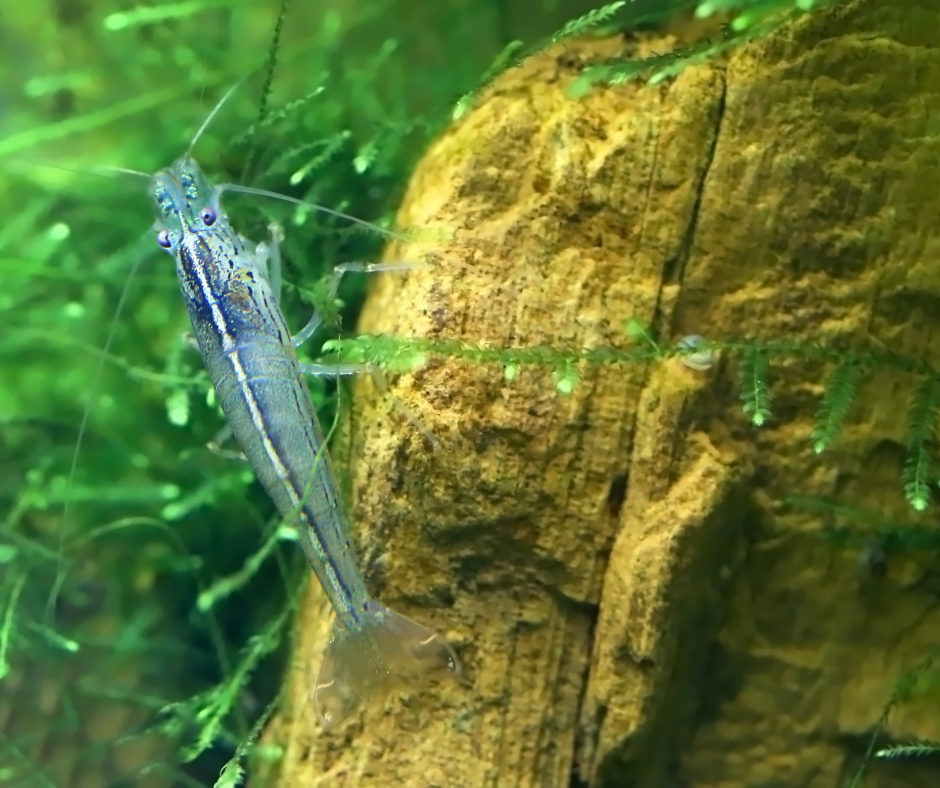 Amano Shrimp