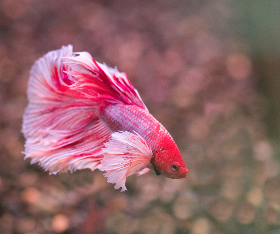 Betta