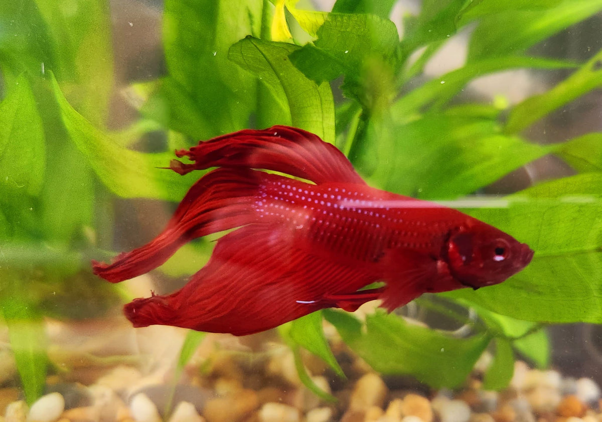 4 raisons d'acheter un Betta splendens