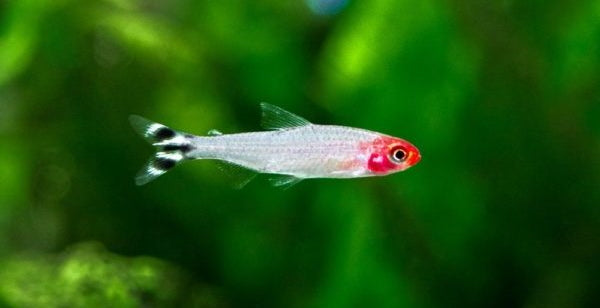 Tout ce que vous devez savoir sur les poissons Tétra pour votre aquarium