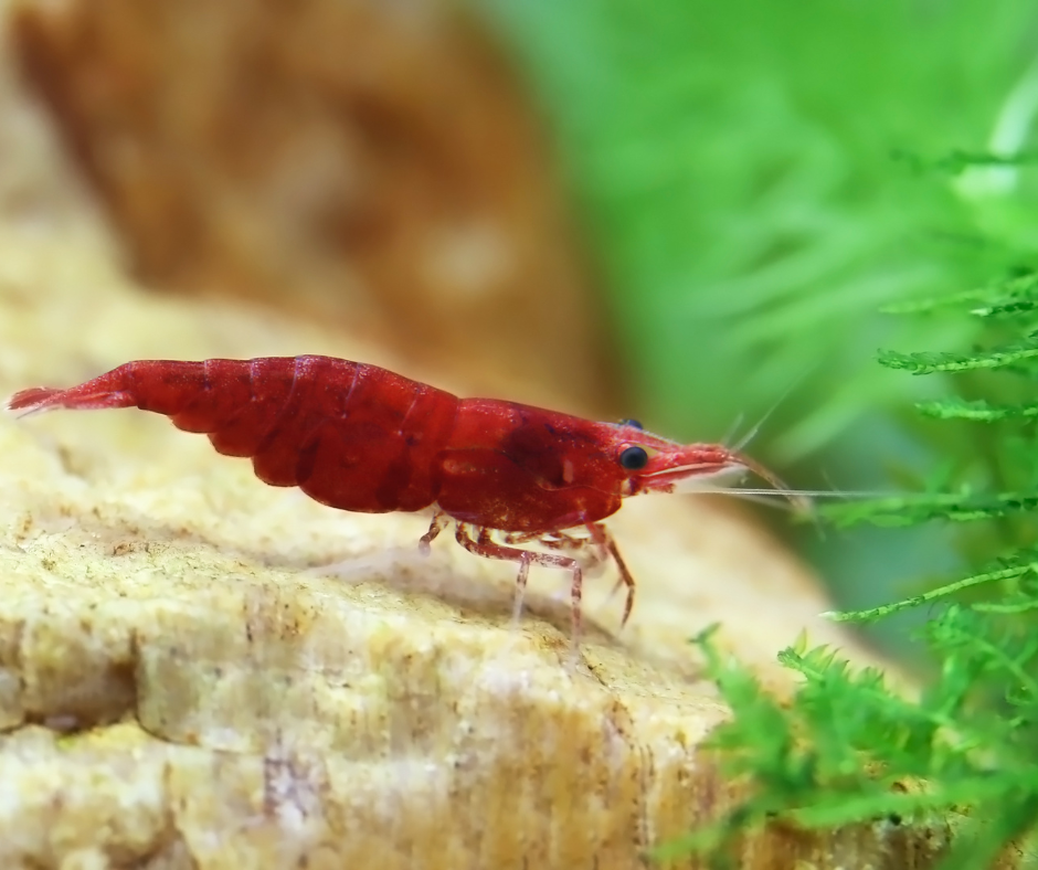 Cherry Shrimp