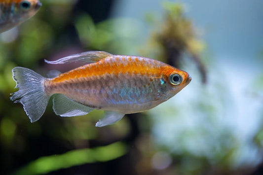 Congo Tetra