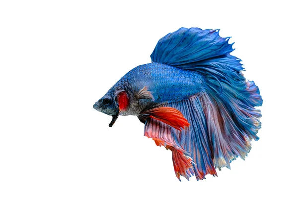 Aquariums et Poissons