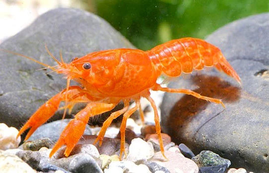 Les écrevisses naines d'eau douce