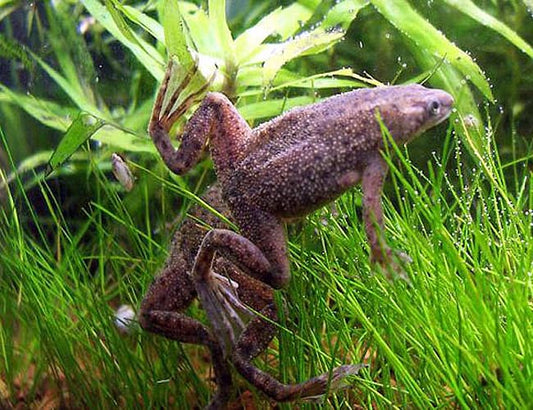 African frog
