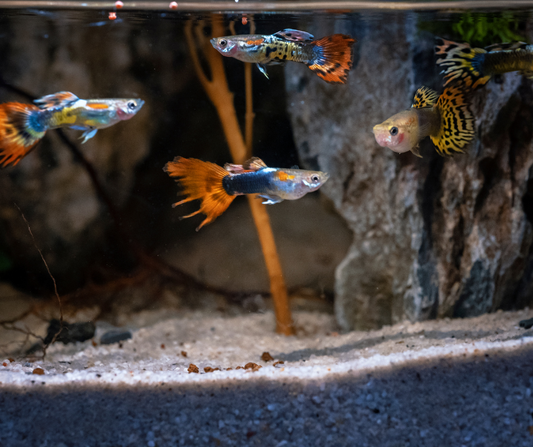 Guppy
