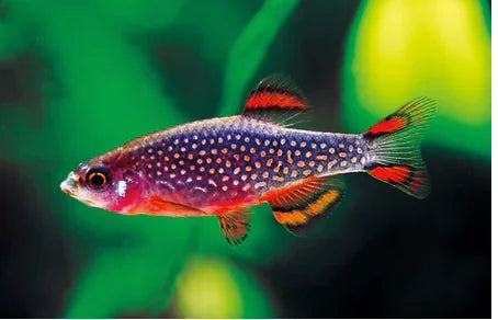 Galaxy Rasboras