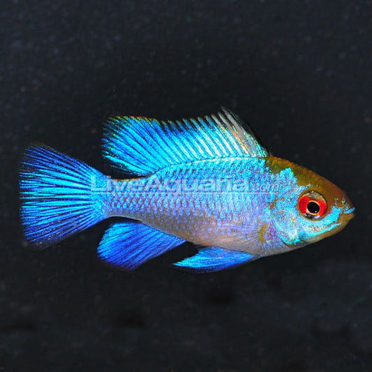 Electric Blue Ramirezi