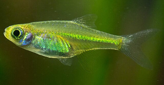 Rasboras