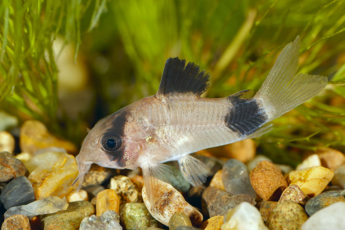 Livraison Rapide de Poissons Tropicaux et Animaux Aquatiques d'Aquarium à Travers le Canada