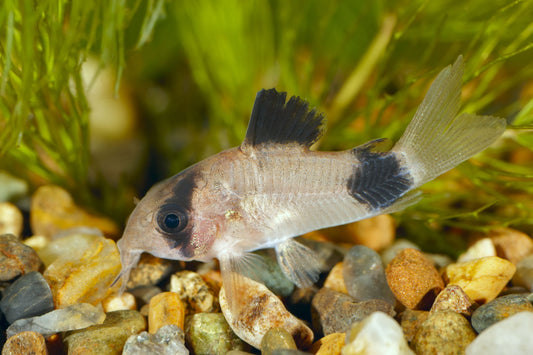 Livraison Rapide de Poissons Tropicaux et Animaux Aquatiques d'Aquarium à Travers le Canada