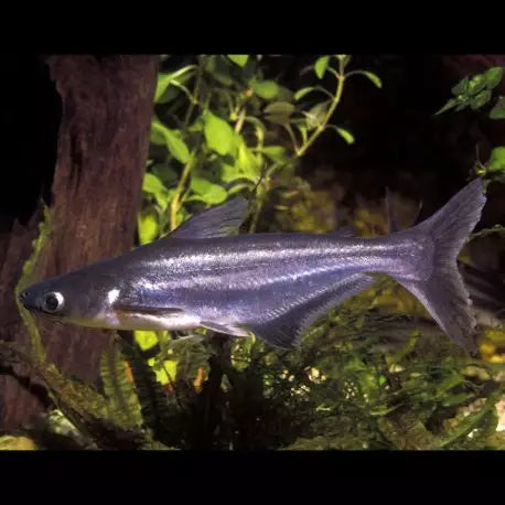 Requins iridescents (Pangasianodon hypophthalmus)