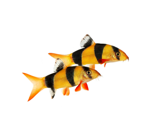 Clown Loach