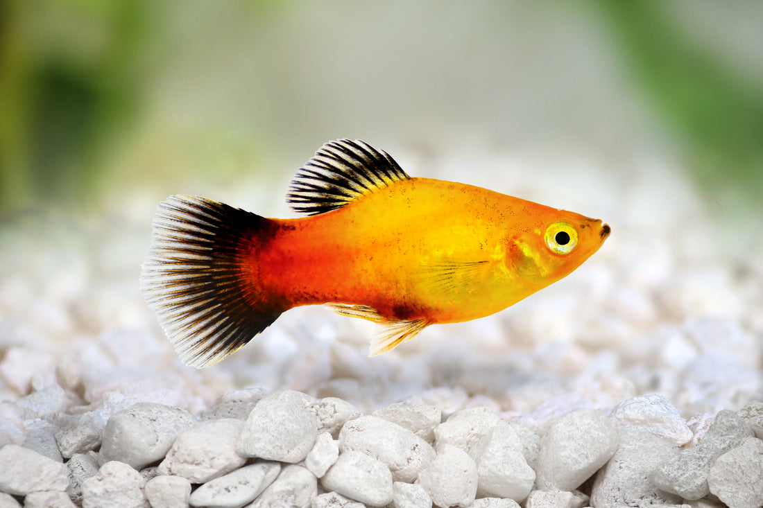 Platy
