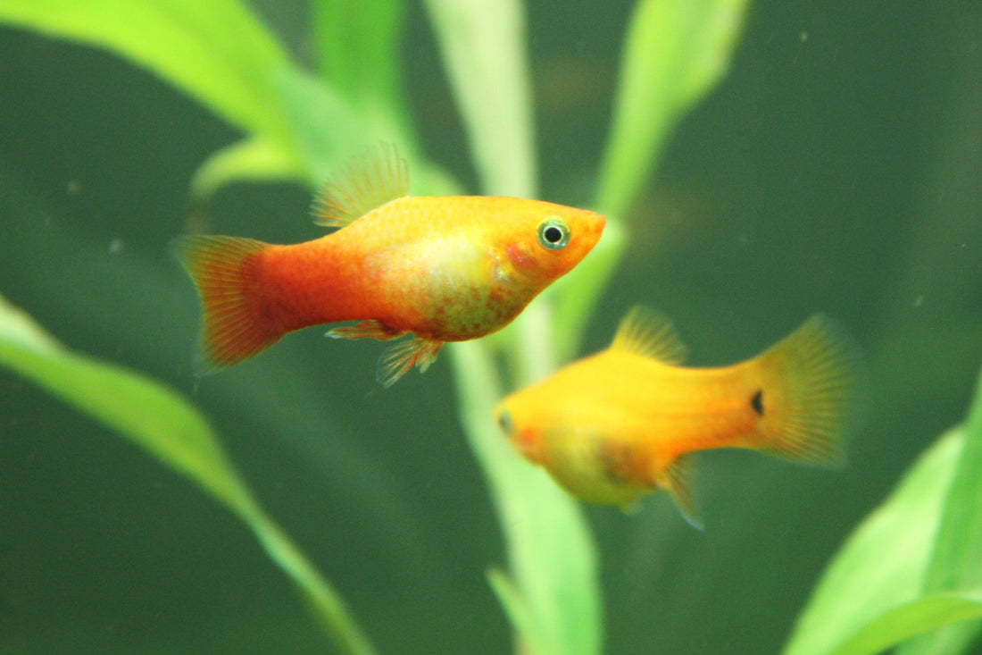 Découvrez les 10 meilleurs poissons pour les aquariums d'eau douce