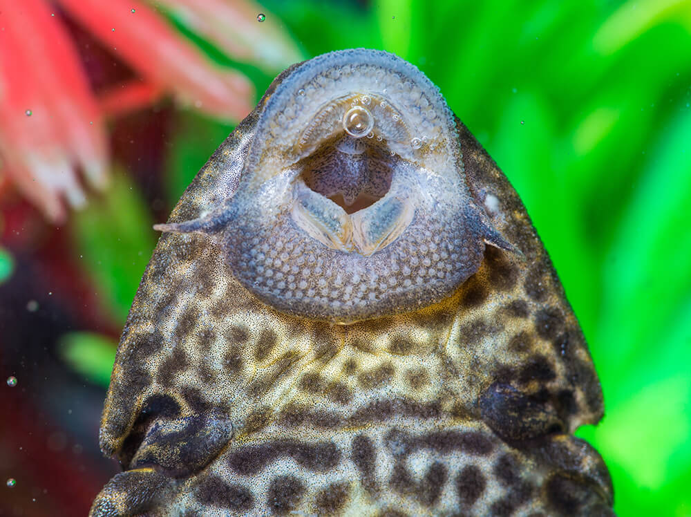 Pleco