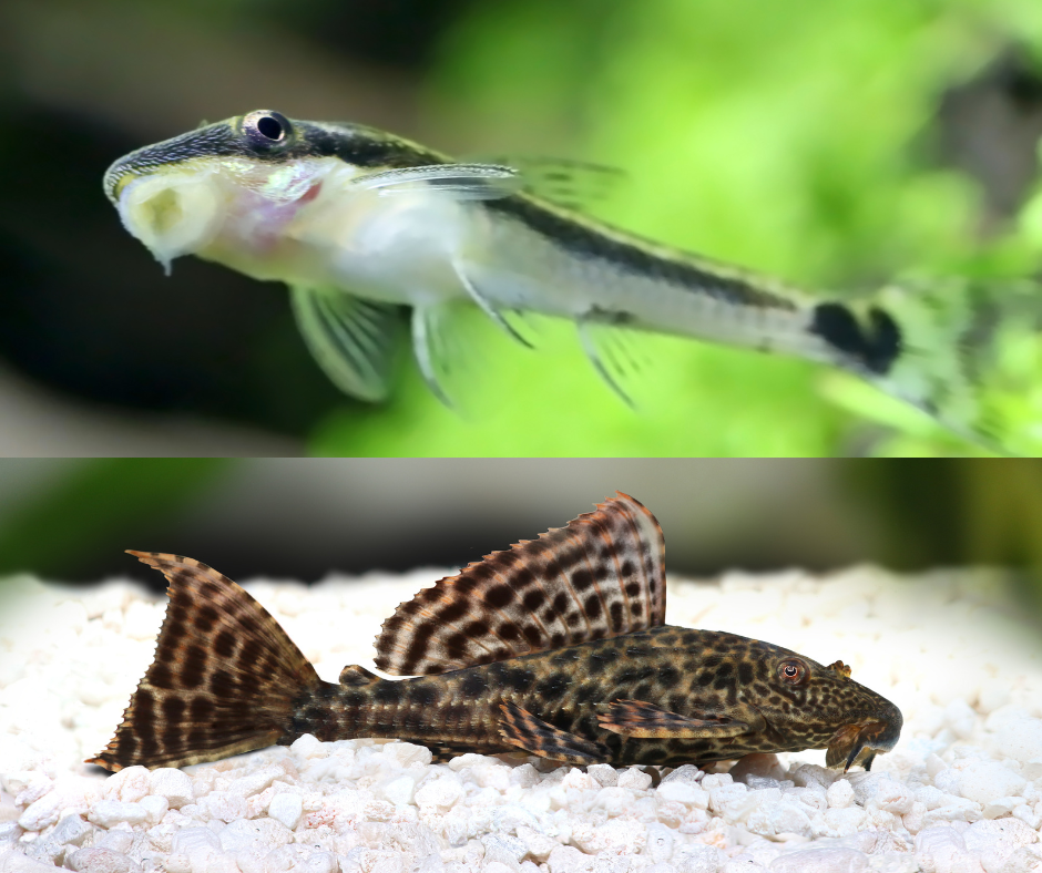  poissons nettoyeurs