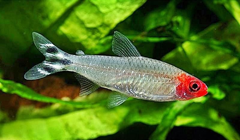 Rummy nose tetra