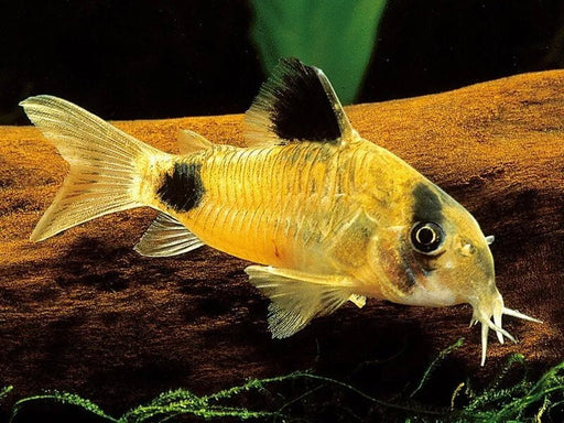 Corydoras panda