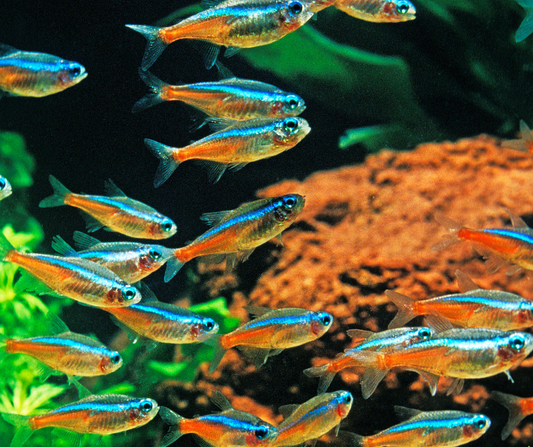 Nos Aquariums à Poissons