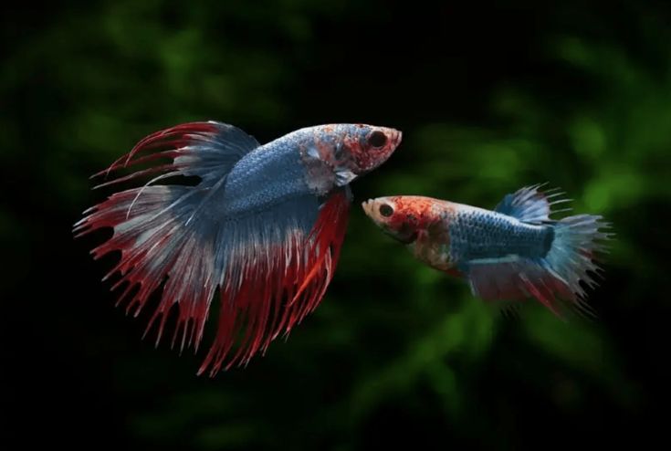 Betta