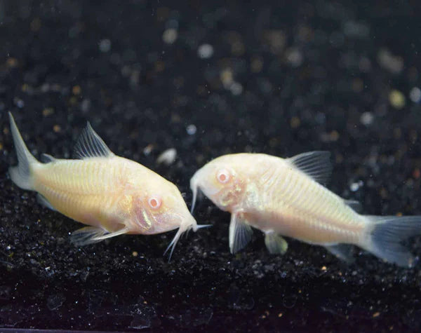 Corydoras