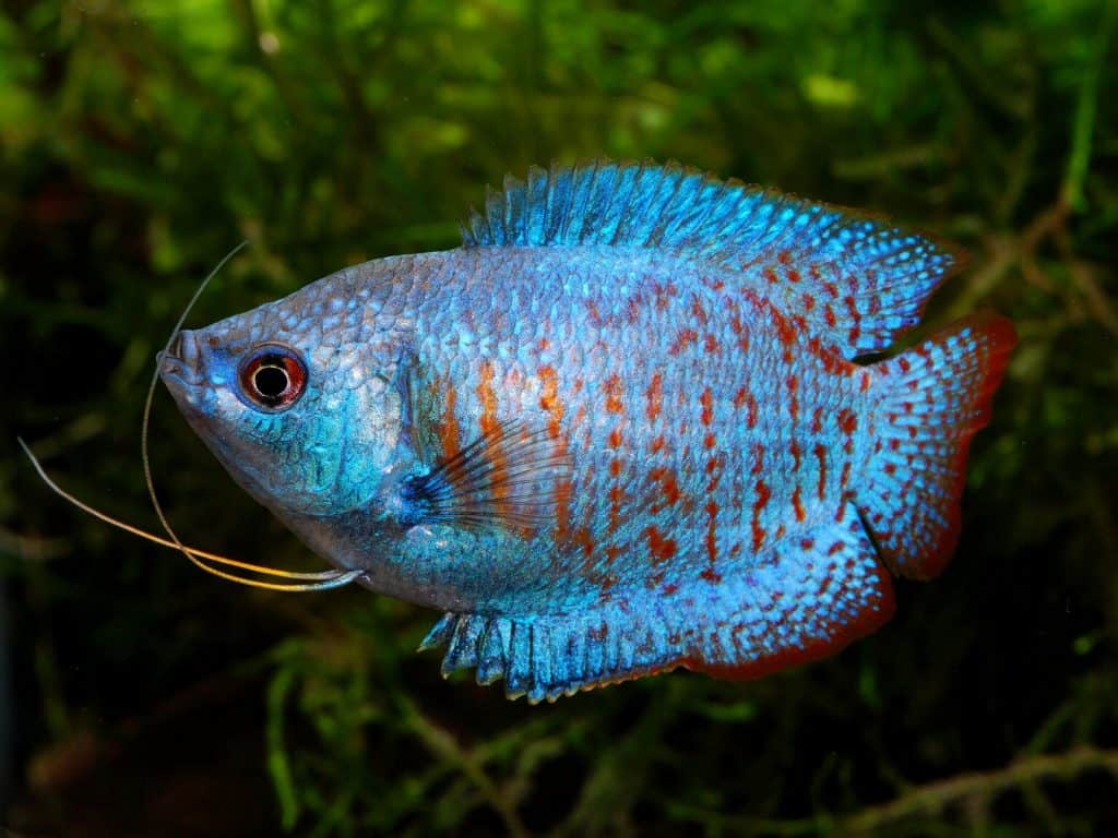 Gourami