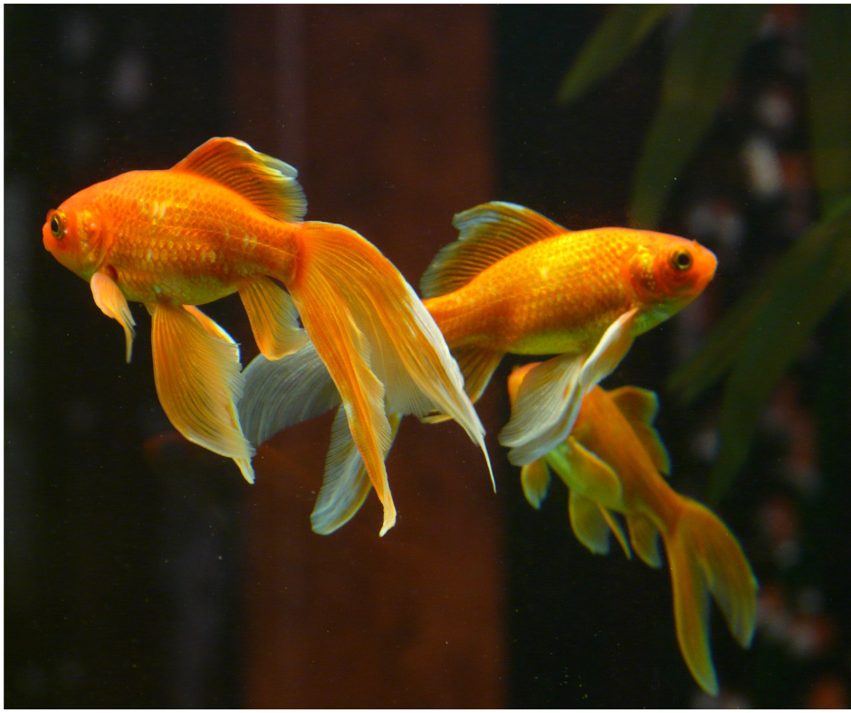 Poissons Rouges / Goldfish