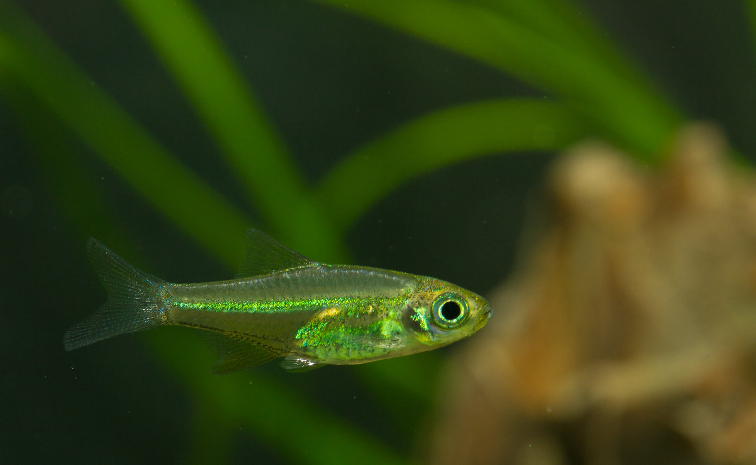 Rasbora