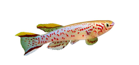 Killifish Fundulopanchax Gardenri (XL)