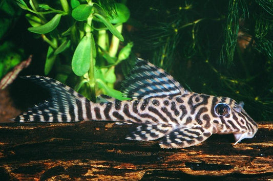 Pleco L066 - NageoireBleue