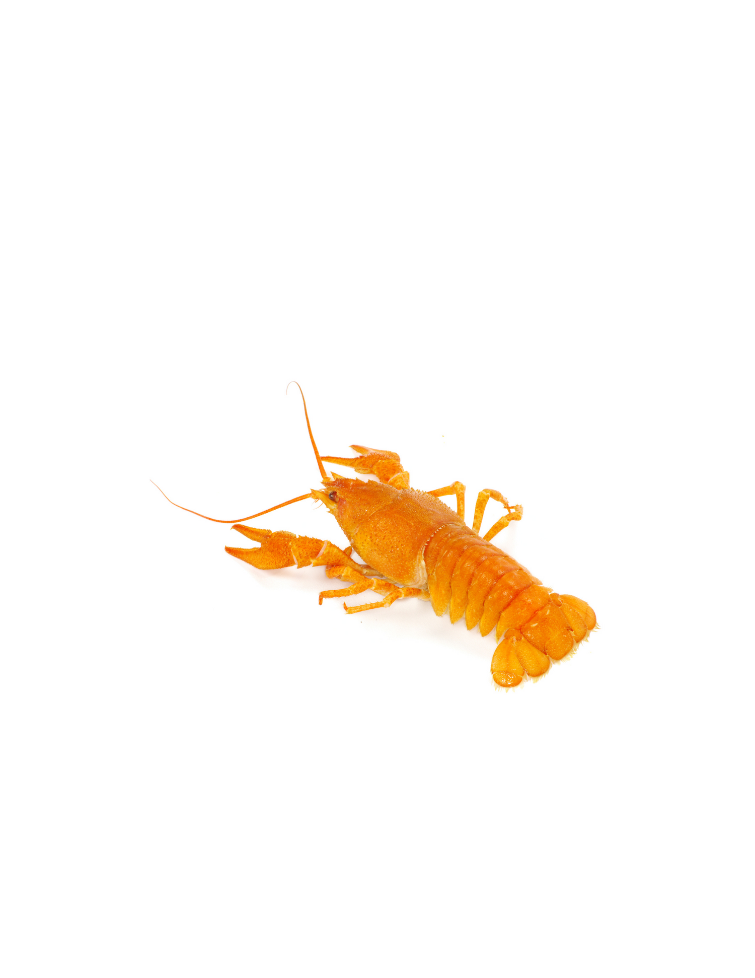 Écrevisse orange - NageoireBleue
