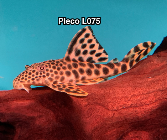 Pleco L075 - NageoireBleue